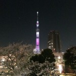 東京スタジオ夜桜